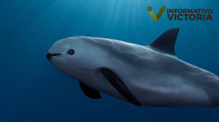 Secretaria de la Marina colabora para salvar a la vaquita marina