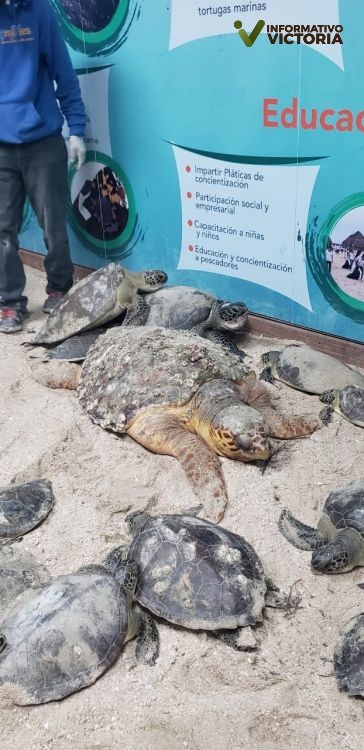 Rescatan ejemplares de tortuga lora y tortuga verde ante bajas temperaturas. 