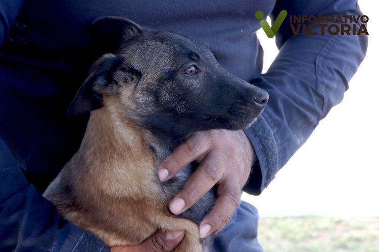 Guardia Estatal entrena a futuros integrantes de la Unidad Canina.