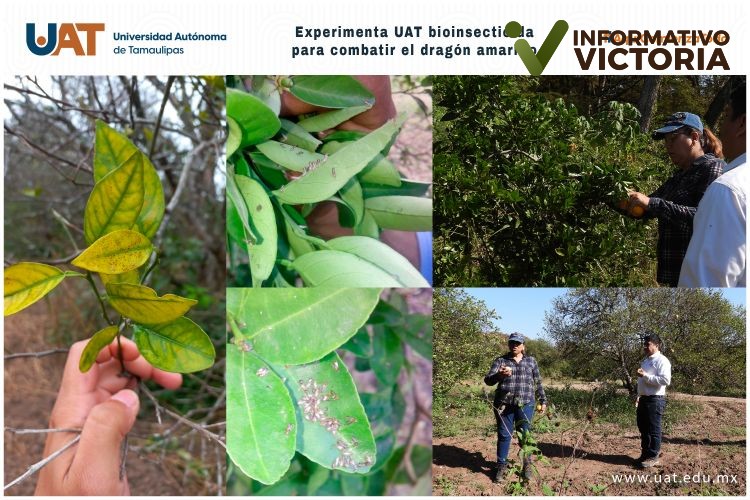 Experimenta UAT bioinsecticida para combatir el dragón amarillo.