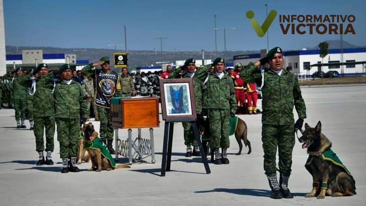 Despiden a Proteo, perrito rescatista que murió en Turquía.