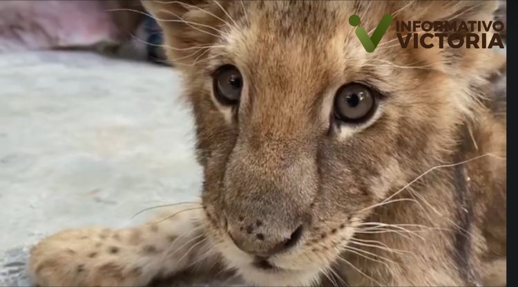 Muere leona traslada del Santuario Black Jaguar-White Tiger