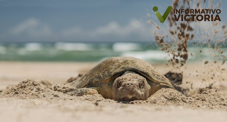 Instalan antenas para mejorar la protección de los huevos de tortugas lora