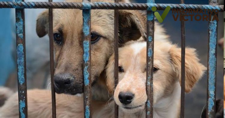 Piden animalistas Fiscalía Especializada de Maltrato Animal