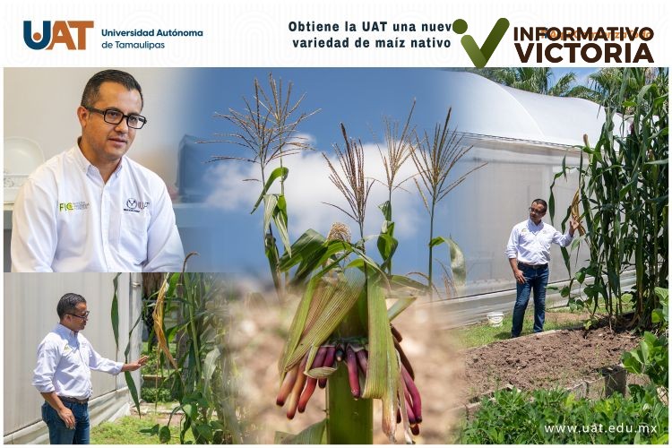 Obtiene la UAT una nueva variedad de maíz nativo