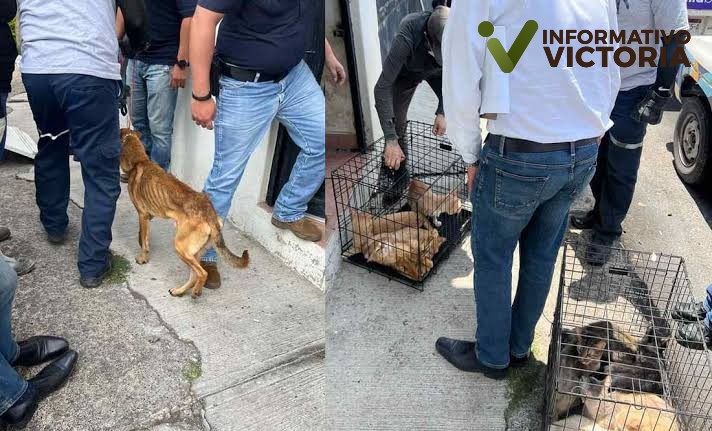 Rescatan a 32 perros y 19 gatos de maltrato animal