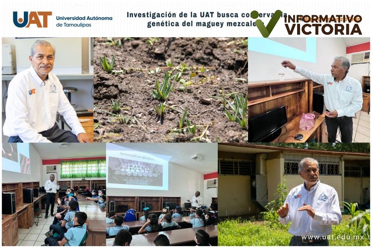 Investigación de la UAT busca conservar la genética del maguey mezcalero
