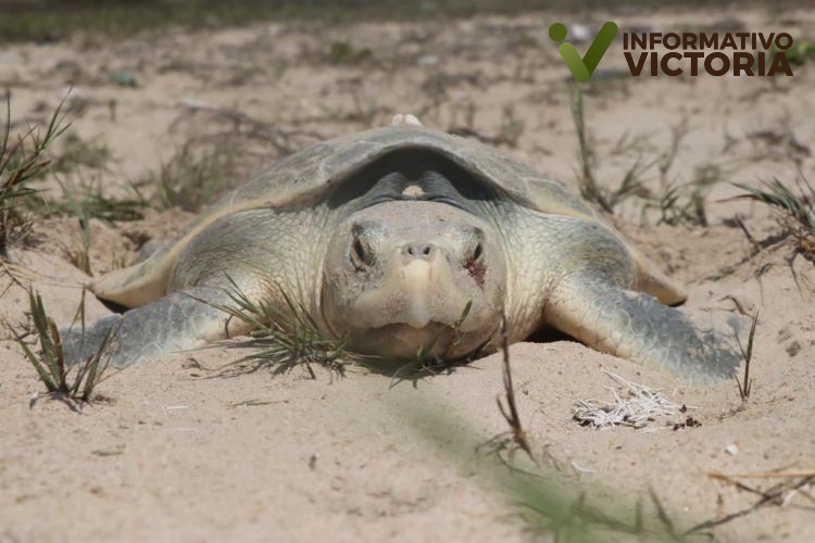 Otorga Federación permisos a Tamaulipas para operar dos campamentos tortugueros