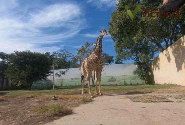 Concluye etapa de intercambio de la jirafa Rafa en Zoológico Tamatán
