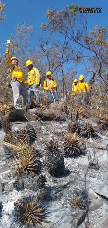Continúa combate de incendios forestales