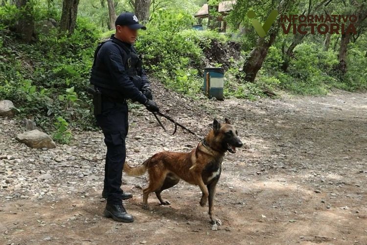 Binomios caninos de la Guardia Estatal reciben capacitación especializada