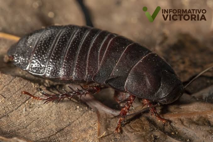 Encuentran a megacucaracha carnívora que se creía extinta