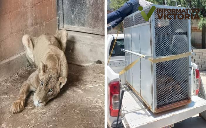 Aseguran a leona que tenian dentro de una vivienda