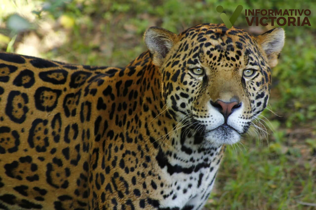 Fortalece SEDUMA programa de protección y preservación del jaguar