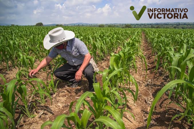 Recibirán ayuda productores de Tamaulipas de $200.00 por tonelada.