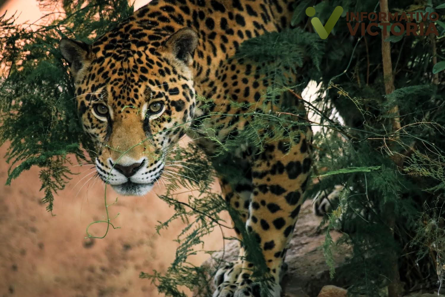 Comisión de Parques y Biodiversidad de Tamaulipas fortalece programa de conservación de especies