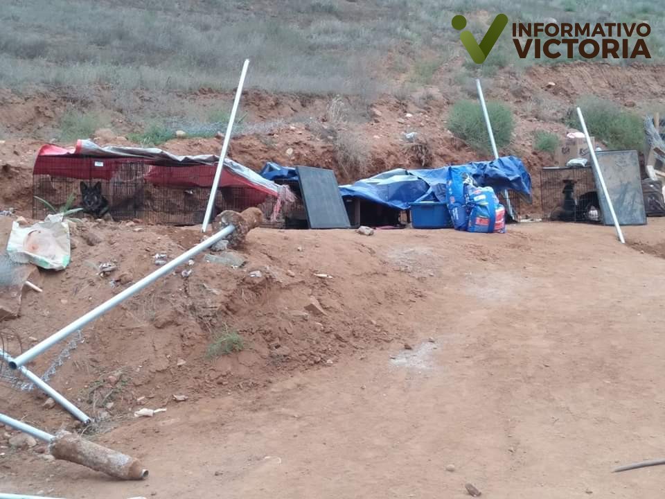Mueren perros y gatos al destruir albergue de animales.