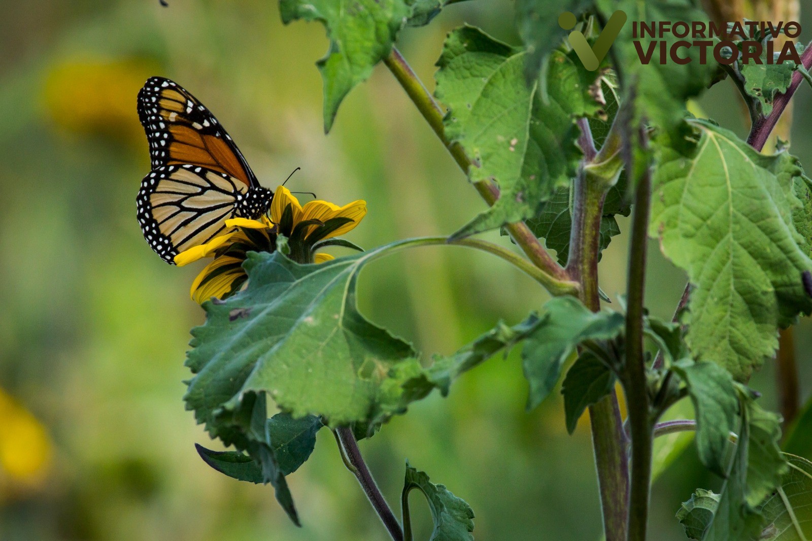 Impulsa la Comisión de Parques y Biodiversidad generación de jardines polinizadores en Tamaulipas