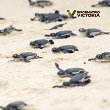 Tortuga Marina en peligro de extinción; solo una de cada mil sobrevive