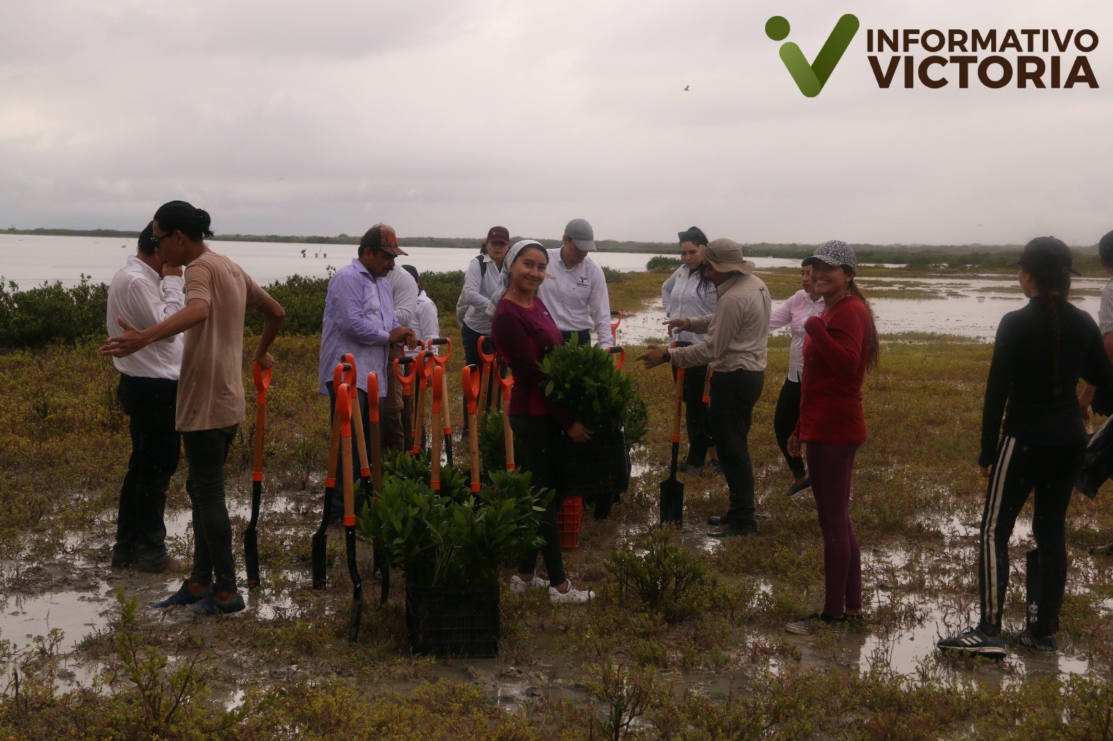 Reforesta SEDUMA manglar en litoral tamaulipeco