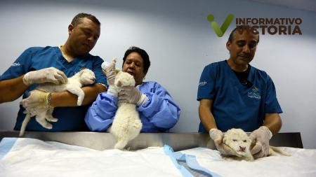 Nacen tres leones blancos en zoológico de Venezuela