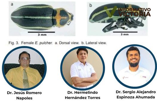 Científicos de la UAT publican avances de investigación en entomología agrícola