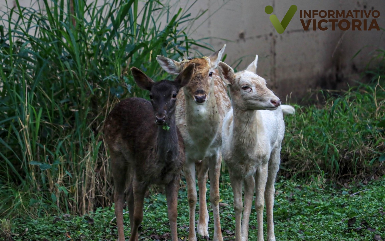 Llegan al Zoológico Tamatán ejemplares en donación del Zoo de Nuevo Laredo