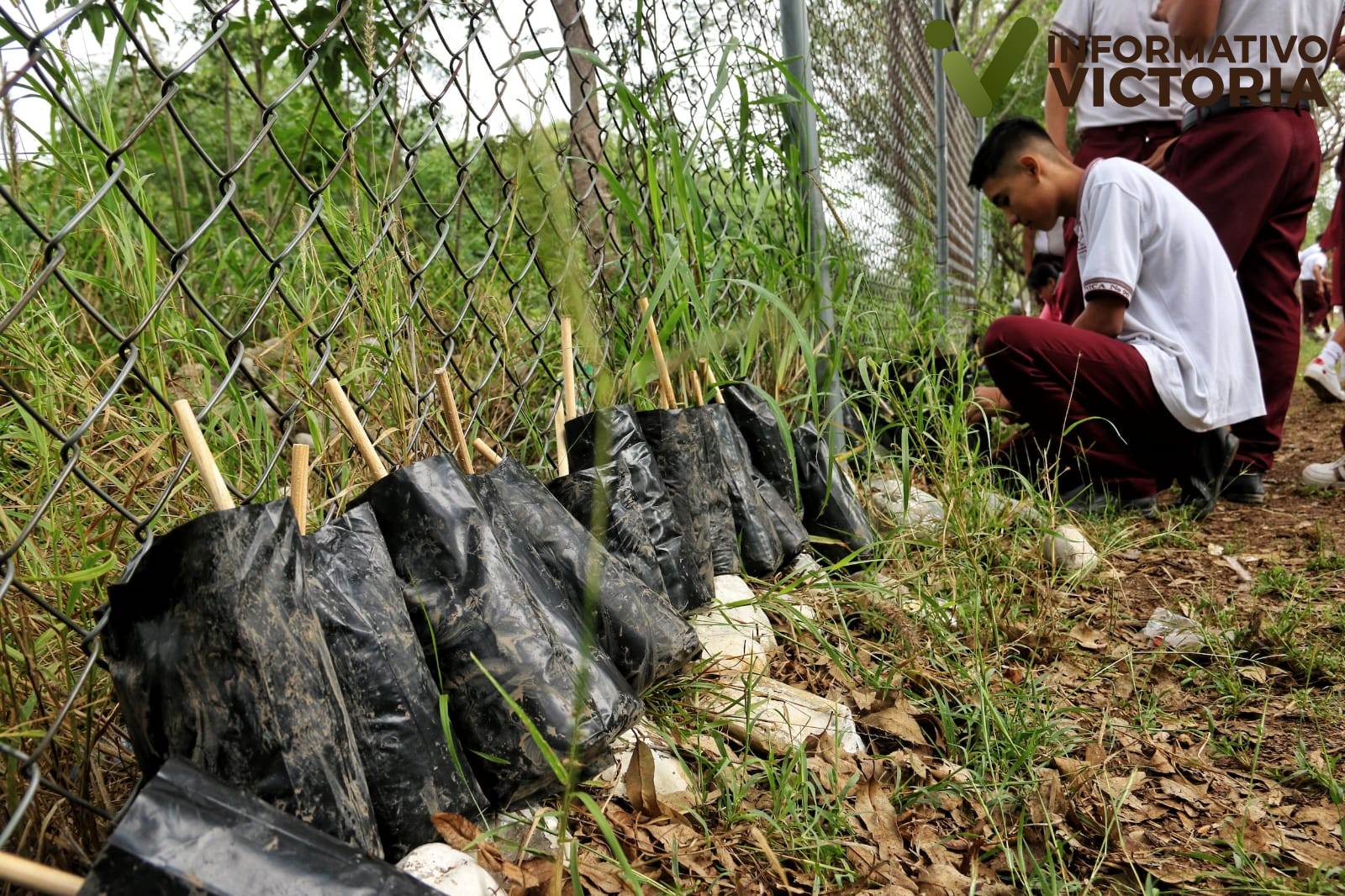 Germinan viveros de árboles nativos en escuelas de Tamaulipas