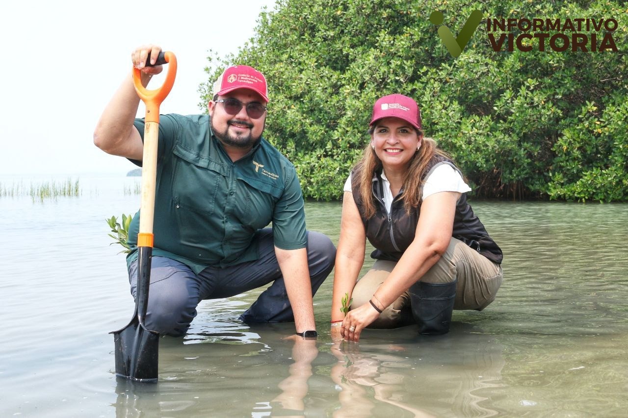 Refuerza SEDUMA reforestación de mangle en costas tamaulipeca