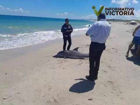 Encuentran sin vida delfín nariz de botella en playa Miramar