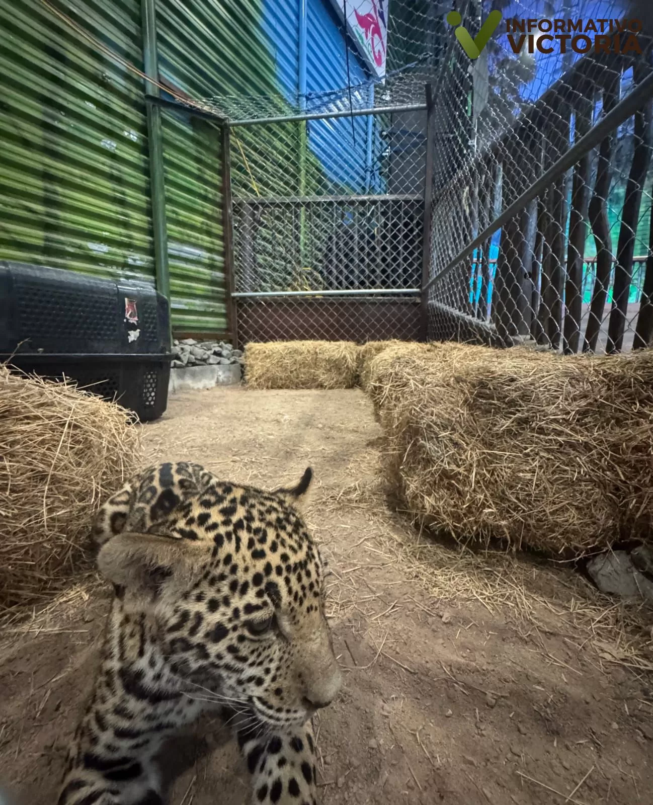 Impulsa Comisión de Parques la preservación del jaguar y su hábitat