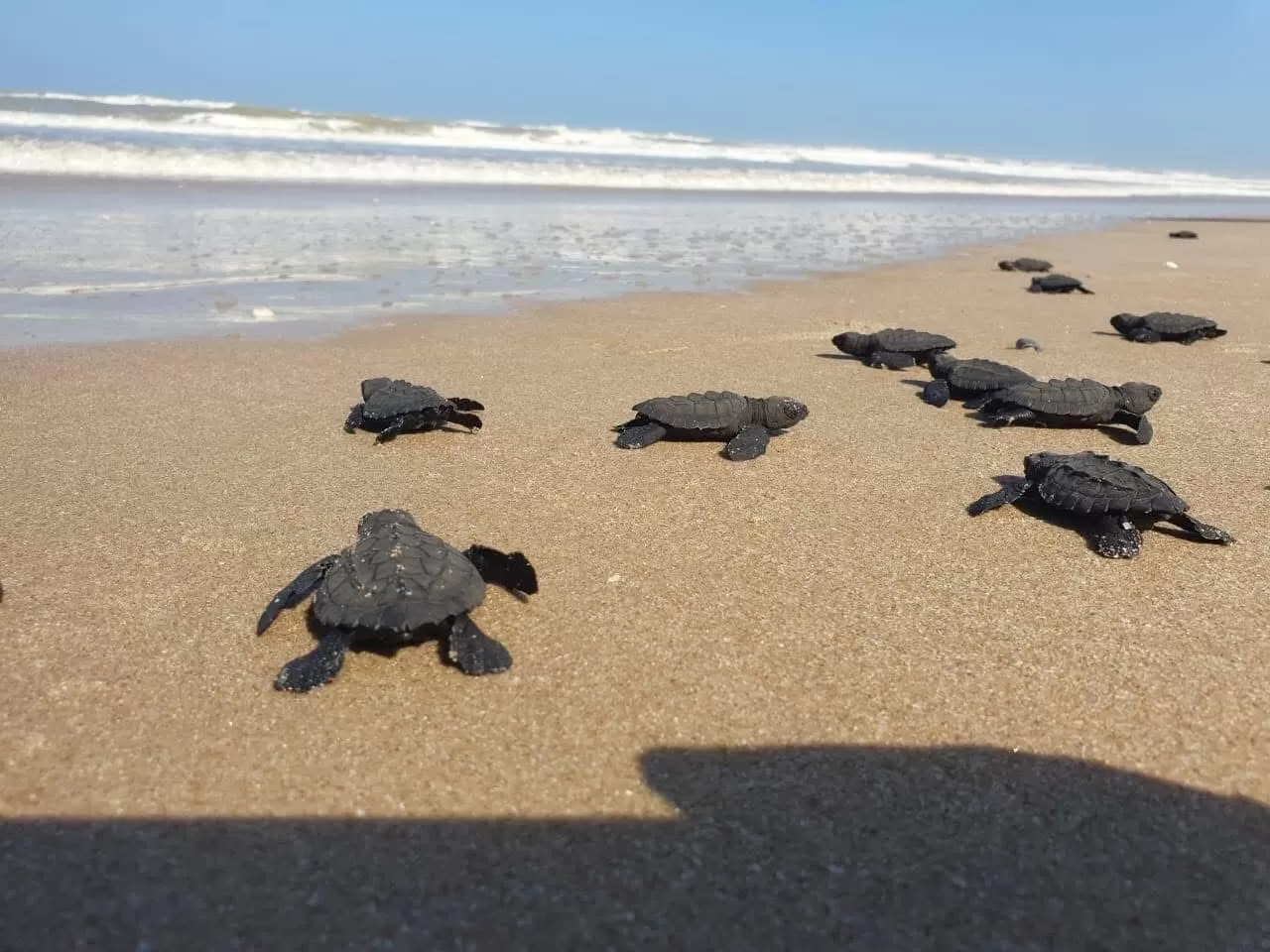 Proyectarán en televisión las maravillas naturales de Tamaulipas: CPBT