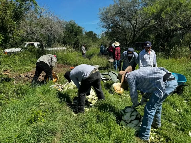 Impulsan extensionismo forestal en apoyo a productores tamaulipecos