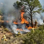 Movilizan brigadas para atender incendio forestal en Jaumave