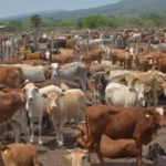 Fortalece Tamaulipas medidas sanitarias contra el gusano barrenador