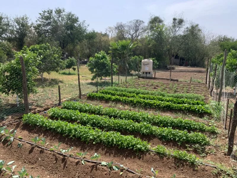 Fomenta Programa de huertos de traspatio alimentación saludable y sostenible en comunidades rurales