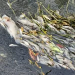 Activan respuesta inmediata por mortandad peces en canal de El Mante