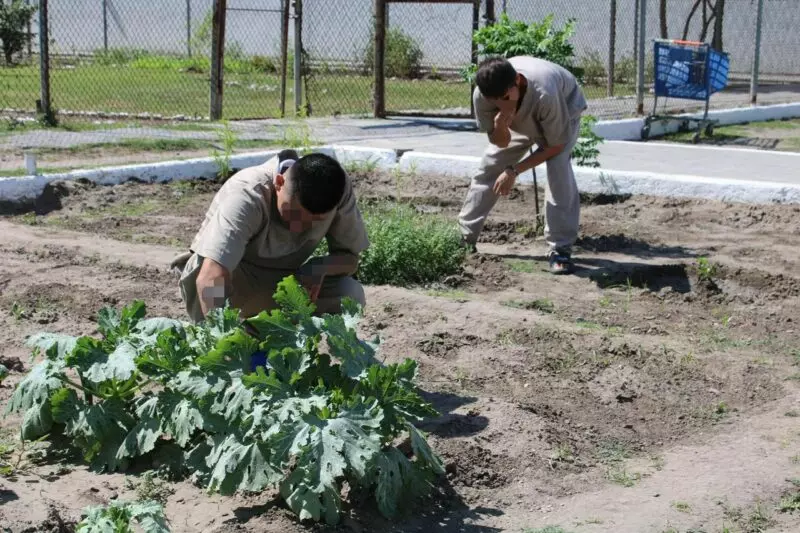 Imparten en CEDES Matamoros cursos de huertos urbanos e inglés
