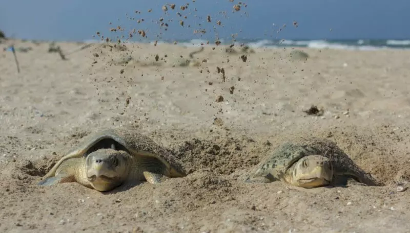 Nuevo récord de Tamaulipas en liberación de crías de tortuga lora