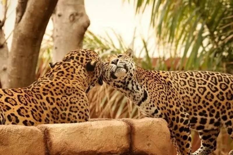 Contribuye Tamaulipas en la conservación del jaguar