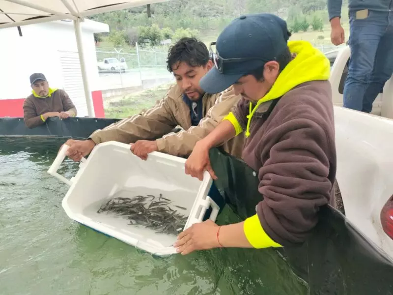 Arranca siembra de trucha pinta en Miquihuana