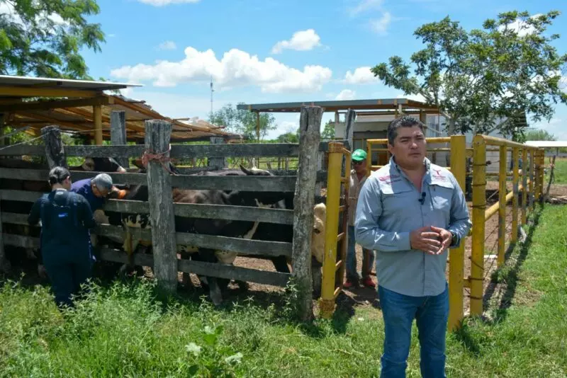 Inicia proyecto de mejoramiento genético con tecnología in vitro en Aldama y Altamira