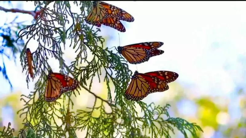 Impulsa Gobierno de Tamaulipas conservación de la ruta migratoria de la  mariposa monarca