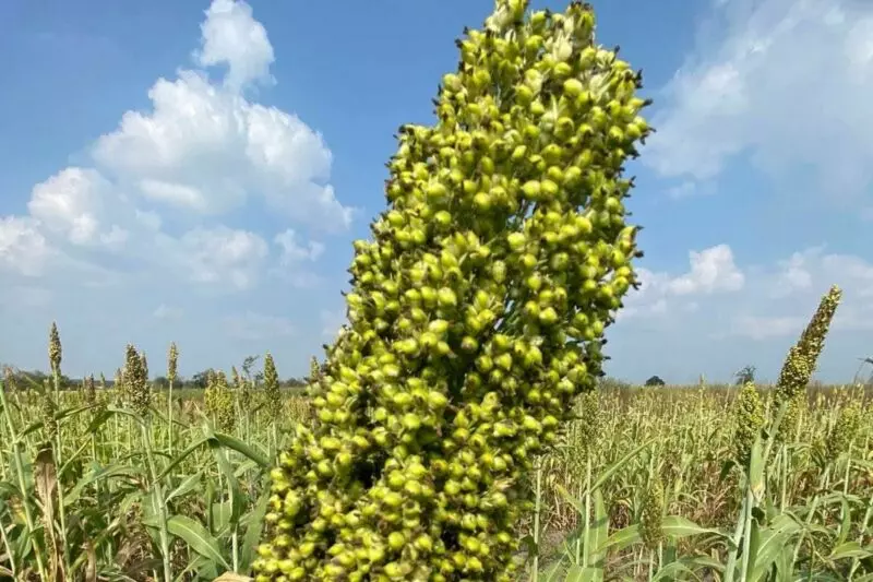 Fortalece Secretaría de Desarrollo Rural el proyecto de sorgo blanco