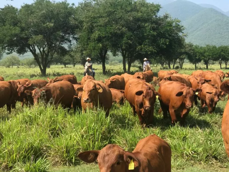 Apuesta Tamaulipas a la ganadería con inversión millonaria