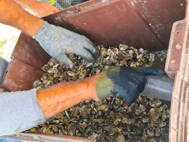 Refuerzan acciones de seguimiento y sanidad en unidades de producción acuícola en Soto la Marina