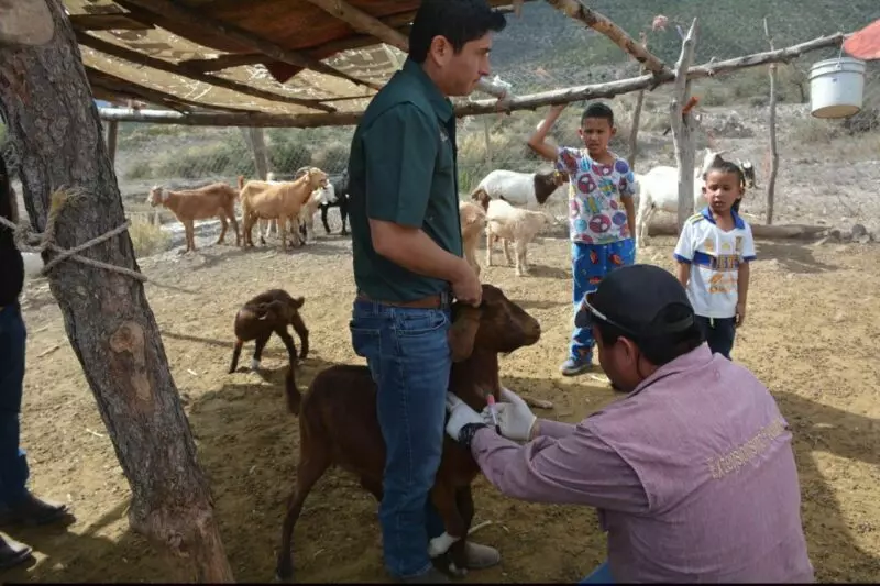 Protegen la producción caprina con barrido sanitario en el altiplano tamaulipeco