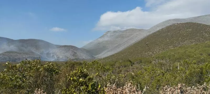 Inician labores de combate en incendio forestal en el ejido Joya de Herrera, Bustamante