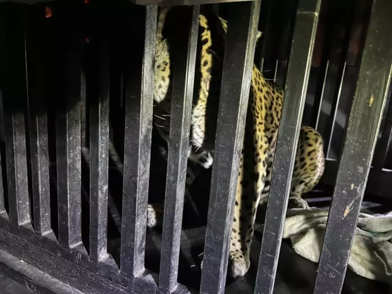 Resguardan en Ciudad Victoria a jaguar rescatado tras quedar atrapado en una trampa