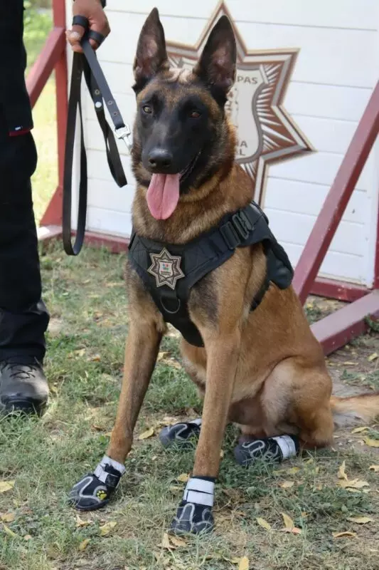 Binomios K-9 de la Guardia Estatal fortalecen la seguridad y la cercanía con la ciudadanía